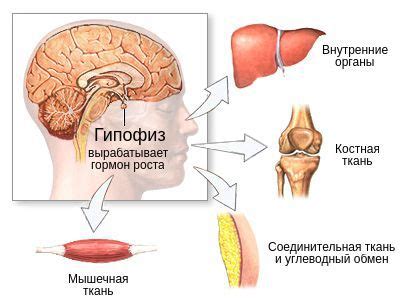Гипофизарный нанизм (карликовость): причины, симптомы и лечение в ...