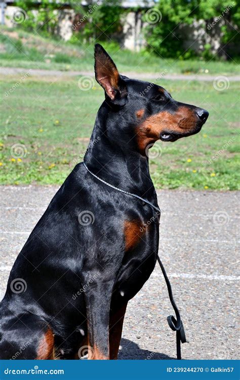 Doberman Scary 的图像结果