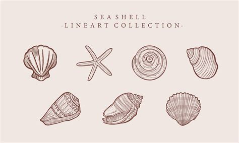 Image result for Shell Line Art
