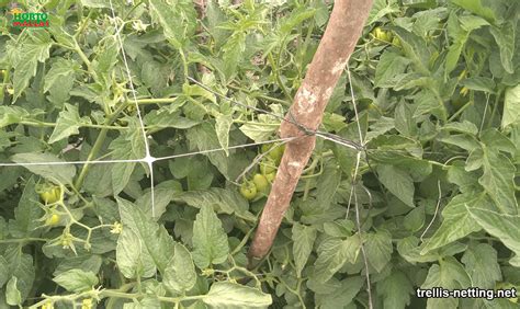 How to Make a Trellis Using Netting 的图像结果