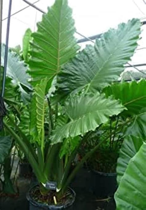 Desi Elephant'S Malanga Plants pack of 1 : Amazon.in: Garden & Outdoors