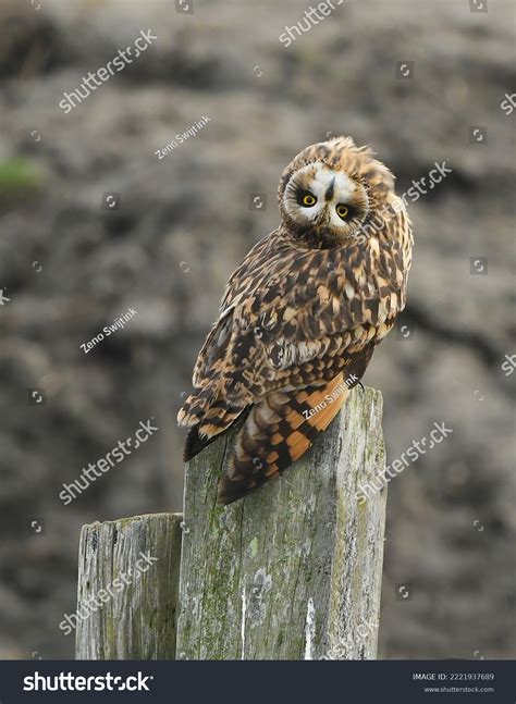 Owl Head Turn