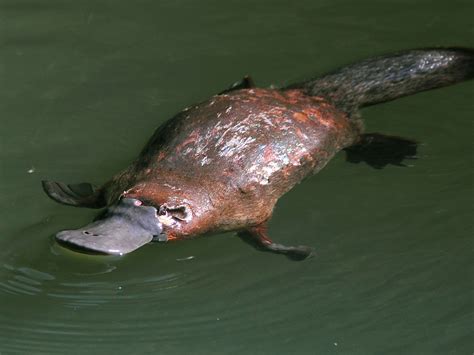 Platypus Appearance