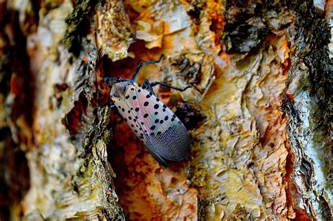How to Kill Spotted Lanternfly Insects the Right Way