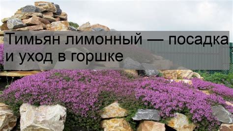 Тимьян лимонный — посадка и уход в горшке - YouTube