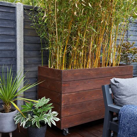 How fast does bamboo grow? Everything you need to know | Ideal Home