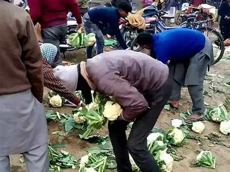 Farmer In UP Dumps 1000 Kilos Of Cauliflower On Road After Traders ...