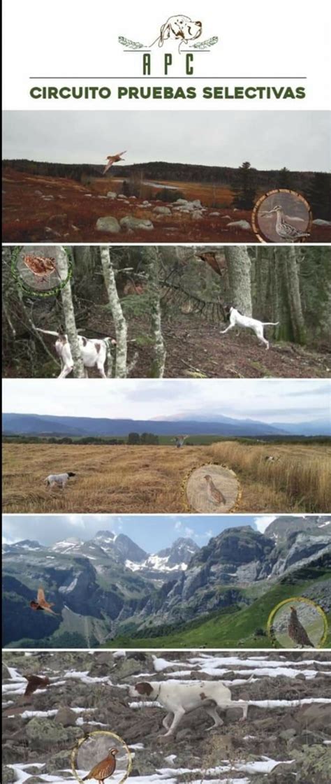 Empezamos el Circuito de Pruebas de la APC 2021 – Asociacion Pointer Caza