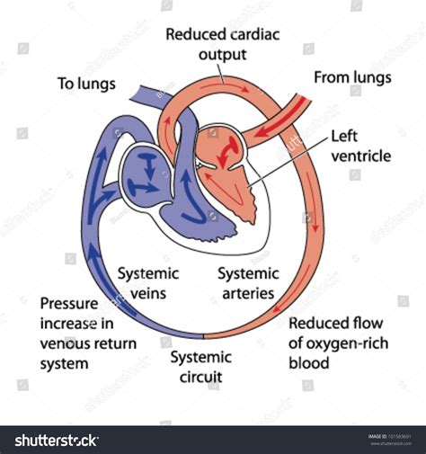 Animation Cardiac Output 的图像结果