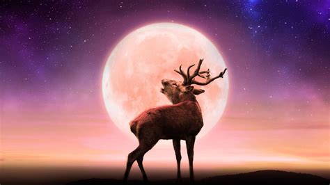 FIND YOUR TRIBE FULL BUCK MOON MEDITATION/ PICNIC, RSPB St Aidan's ...