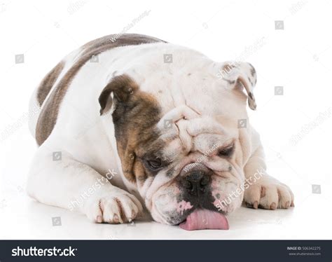 Dog Licking Floor Isolated Royalty-Free Images, Stock Photos & Pictures ...