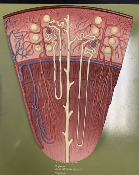 Image result for Nephron Model Project Images