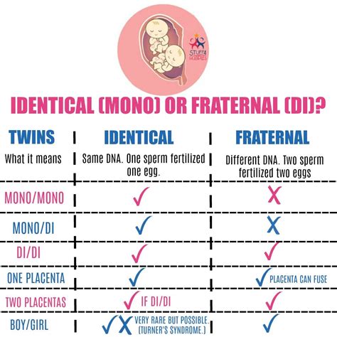 What Are Identical Twins What Explains Any Differences