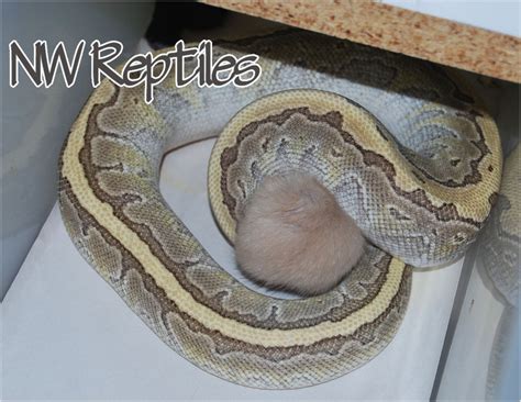 Image result for Ball Python Eating Chicken