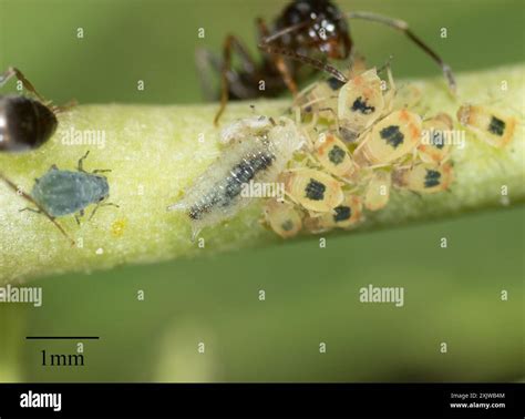 Aphid Flies (Chamaemyiidae) Insecta Stock Photo - Alamy