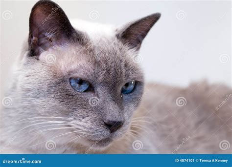 Blue-Eyed Siamese Cat stock image. Image of quiet, pets - 4074101