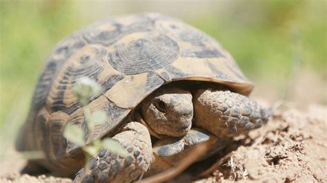 The Traveler's Guide to Zion National Park Wildlife