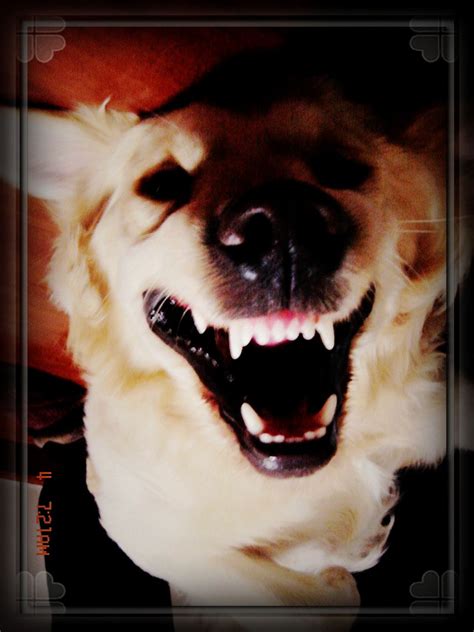 微笑狗恐怖图片：微笑狗事件原图与真相-参考之家