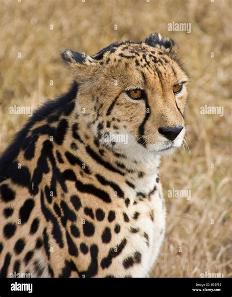 King Cheetah Face - endangered fish in south africa