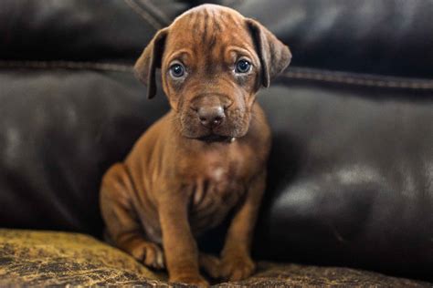 Ridgeback Puppies
