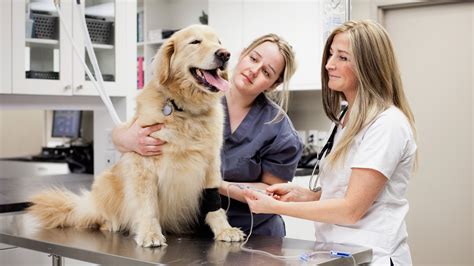 Diabetes insipidus in dogs: a vet's guide | PetsRadar