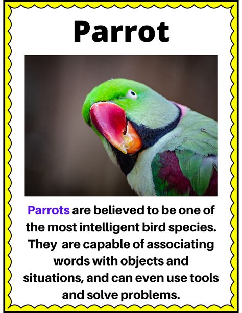 Let's learn about Birds. 16 Flash cards for KS1 & KS2 with fun Facts ...