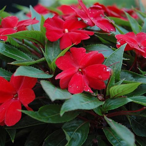 Impatiens/Touch-me-not/Balsam Flowering Live Plant (Home & Garden ...