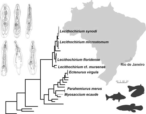 Hemiurid Trematodes (Digenea: Hemiuridae) from Marine Fishes off the ...