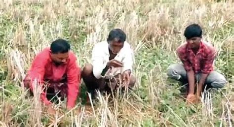 Odisha: Untimely rain affects crops in Koraput