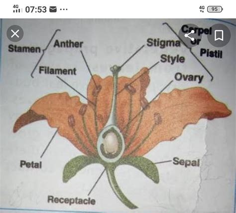 Draw a labelled diagram of a flower and explain its parts. - Brainly.in