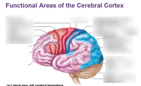 Brain Cortex Diagram Diagram | Quizlet