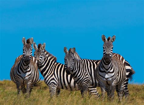 A ride on the wild side | N-Photo: the Nikon magazine - photography ...