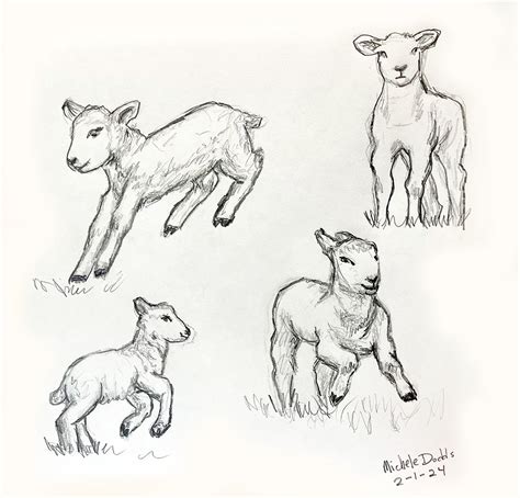 Lamb Drawing Ideas