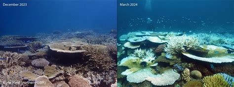 Ongoing coral bleaching at Great Barrier Reef may be as bad or worse ...
