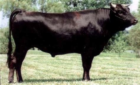 SYNERGY MICH SUZUTANI 87Q