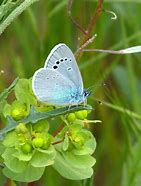 Image result for Blue Butterfly Bunny