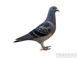 詹森信鸽--中国信鸽信息网相册