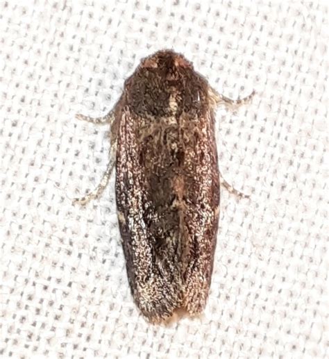 Elusa spp. | Moths