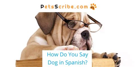 How Do You Say Dog In Spanish? - Pets Scribe