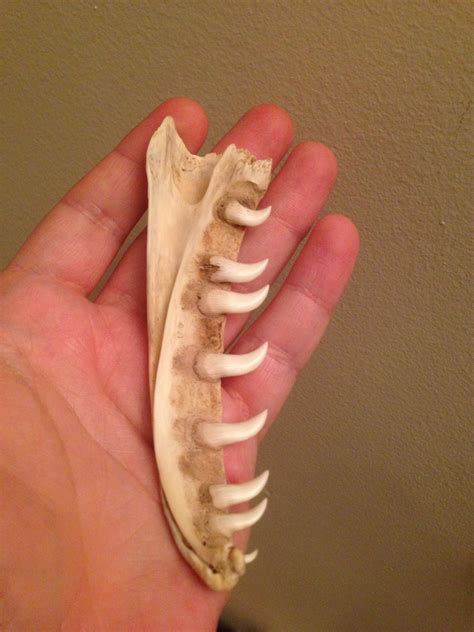 Found a Komodo Dragon Jaw : r/mildlyinteresting