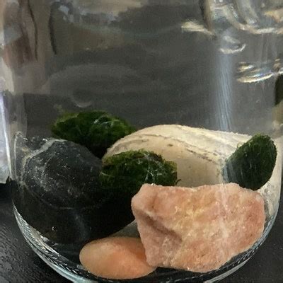 Image result for Java Moss Ball