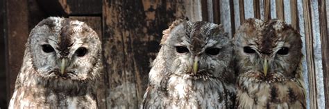 OWL & BIRDS OF PREY RESCUE STATION Haringsee - FOUR PAWS International ...