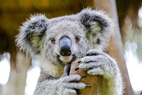 Ancient geographic isolation shaped global mammal evolution - Earth.com