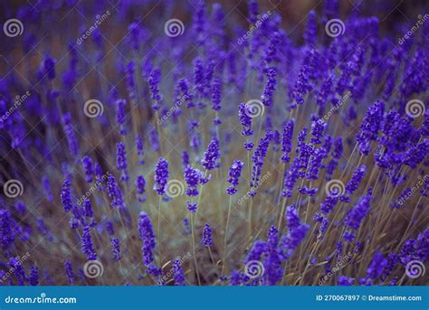 Lavender Field, Lavender Flowers in Defocus. Violet Field, Beautiful ...
