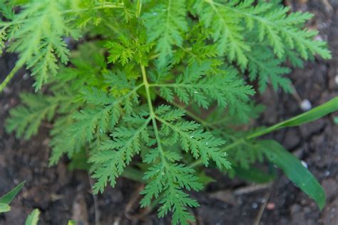 L'Artemisia annua : une plante miracle contre le paludisme ? Découvrez ...