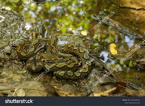 Reticulated Python 的图像结果