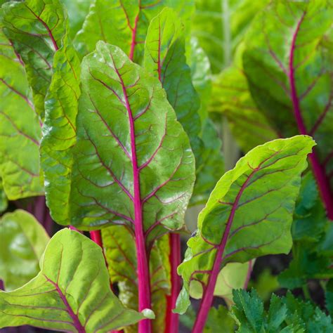 Red Chard Health Benefits