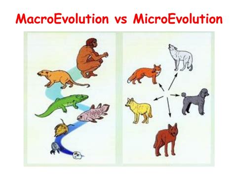What Is Macroevolution