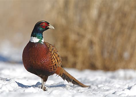 Field Dressing Birds 的图像结果
