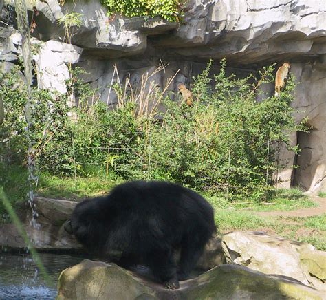 ZooLex Image - Shrubs protected from bears and used by macaques